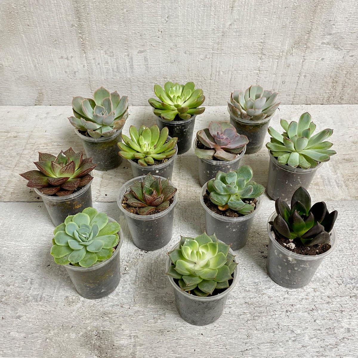 AWESOME ECHEVERIA (MULTI-PACK) - Geoponics Inc