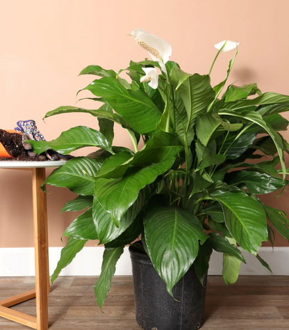 Peace Lily