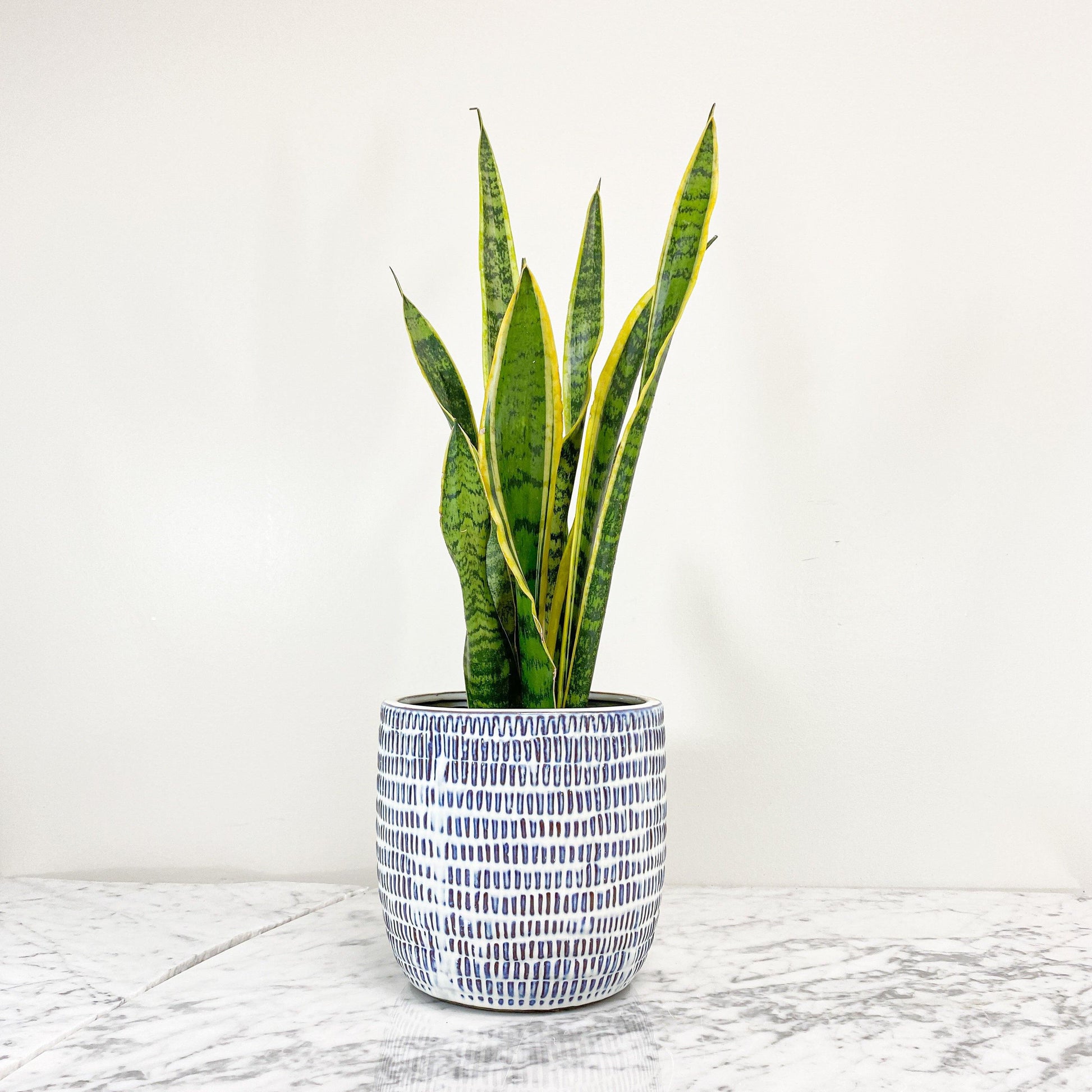 Snake Plant (Sensiveria aka Mother In Law Tongue) (3.5 " / 5" / 6" / 10" Grower Pots) - Geoponics Inc