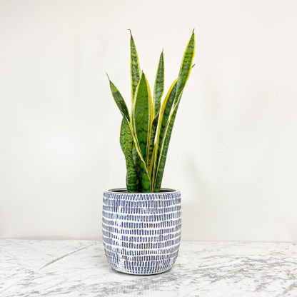 Snake Plant (Sensiveria aka Mother In Law Tongue) (3.5 " / 5" / 6" / 10" Grower Pots) - Geoponics Inc