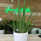 Sanseveria Starfish 10" Grower Pot