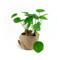 Pilea Plant
