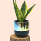 Two Tone Black Chrome Planter