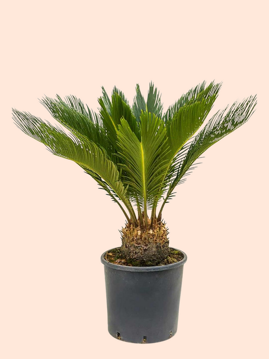 Palm Sago 10”pot