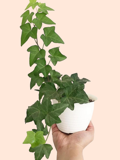 English Ivy