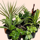 Tropical Houseplant Bundle (Holiday Special Offer)