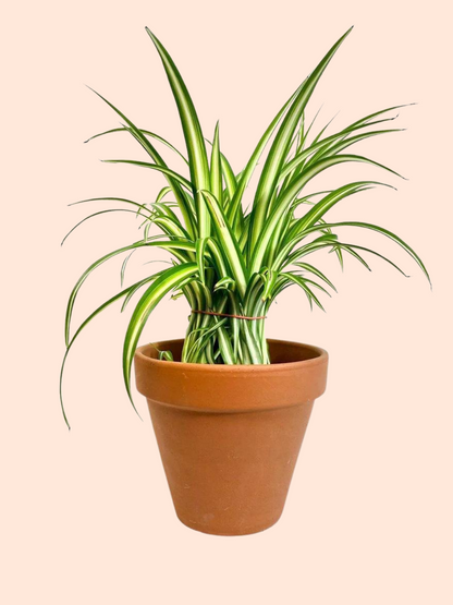 Terra Cotta Clay Planters (2.5" - 12"