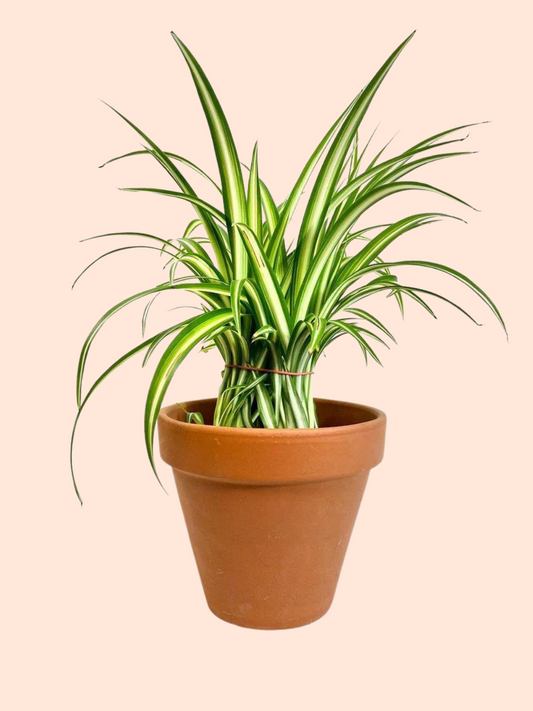 Terra Cotta Clay Planters (2.5" - 12"