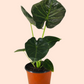 Alocasia Regal Shield
