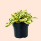 Peperomia Variegated