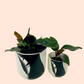 Two Tone Black Feather Planter