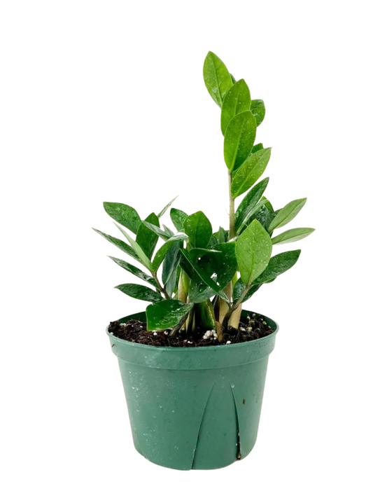 Zamioculcas zamiifolia (ZZ)green