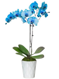 Orchid  (Assorted colors)