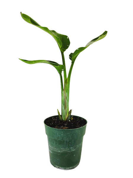 vitamin RHirotaka bird of paradise vitamin RHirotaka bird of paradise 5 Indoor Sun Tropical