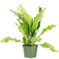 Birds Nest Fern in growing pot