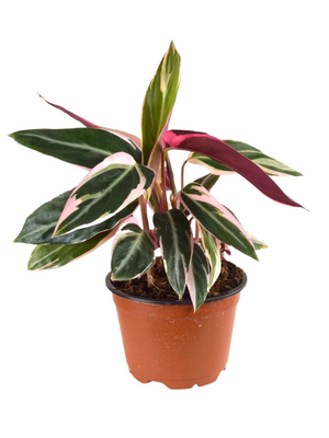 Stromanthe Triostar – Tropical Foliage Plant