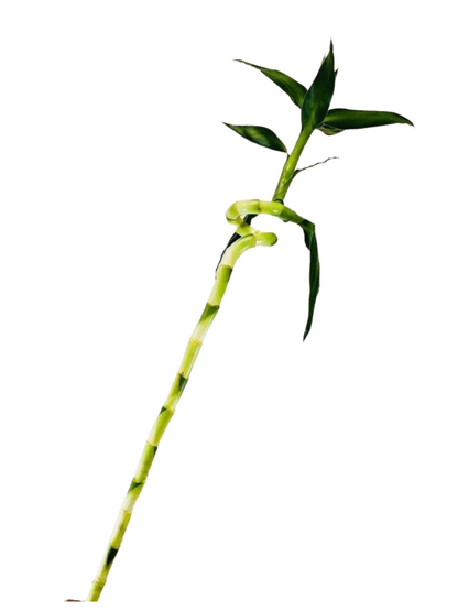 3 Feet Lucky Spiral Bamboo Plant Bundle of 3 Stems – Indoor Live Lucky Bamboo for Home & Office Decor