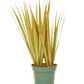 Dracaena Marginata Bicolor
