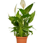 Peace Lily