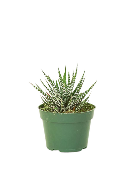 Zebra Haworthia