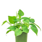 Philodendron Green
