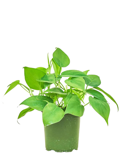 philodendron vancouver Philodendron Green – Plant Club