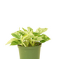 Marble Queen Pothos