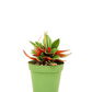 Peperomia Rosso in growing pot