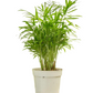 Assorted Palm Family | Palm Parlour (in growing pot)