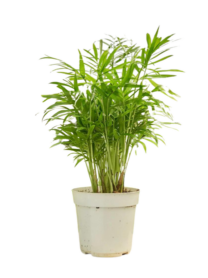 Areca Palm – Pet-Friendly Tropical Indoor Plant | Canada