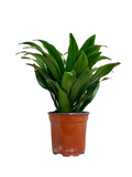 Dracaena Janet Compacta