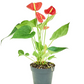 Anthurium