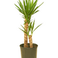 Yucca Cane