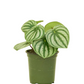Watermelon Peperomia