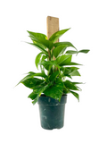 Devil's Ivy Totem – Air Purifying Trailing Plant | Canada