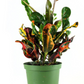 Croton