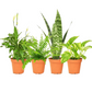 Tropical Houseplant Bundle (Holiday Special Offer)