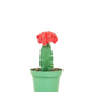 Moon Cacti