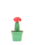 Moon Cactus – Colourful Grafted Cactus | Desktop Plant Canada