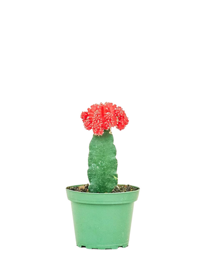 Moon Cactus – Colourful Grafted Cactus | Desktop Plant Canada