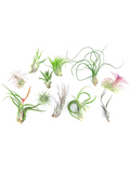 Deluxe Air Plant Bundles
