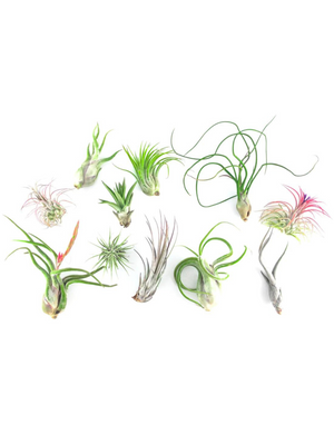 Air Plant Bundle – Assorted Tillandsia Mix