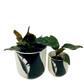 Two Tone Black Feather Planter