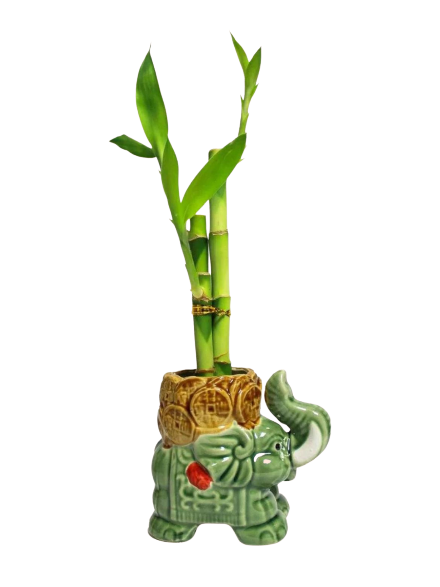 lucky bamboo canada Buy 5 Stalk Lucky Bamboo Trunk-Up Eddy