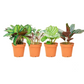 CALATHEA FAMILY ASSORTED