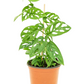 Monstera Adansonii Swiss Cheese Vine