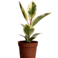 Ficus Rubber Plant Variegated (4”