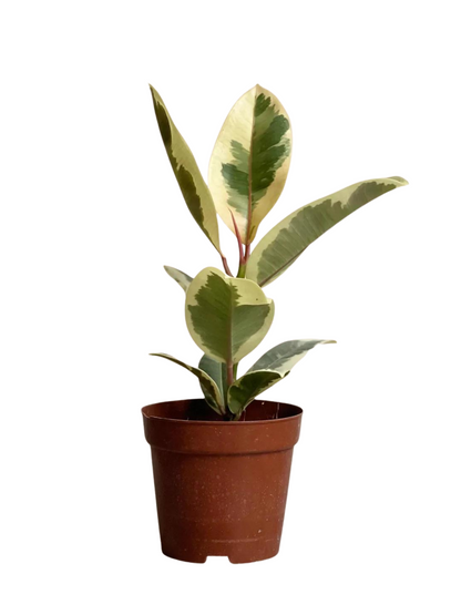 Ficus Rubber Plant Variegated (4”Grower Pot)