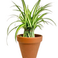 Terra Cotta Clay Planters (2.5" - 12")