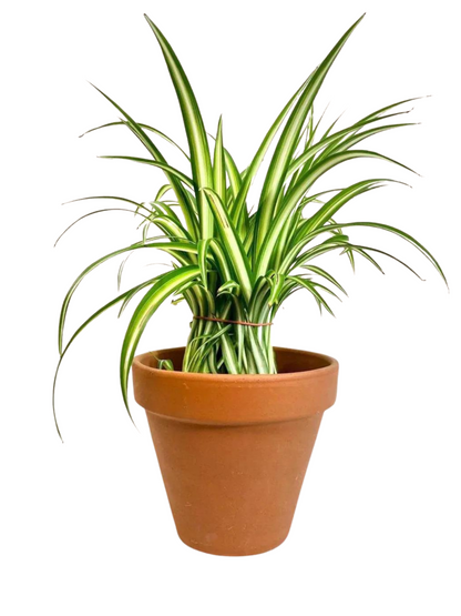 Terra Cotta Clay Planters (2.5" - 12"
